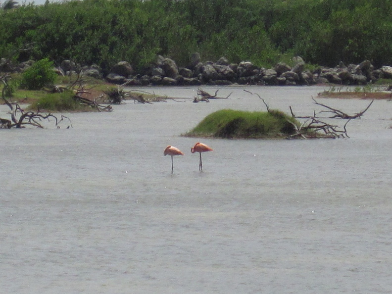 IMG_9035 Flamingos.jpg